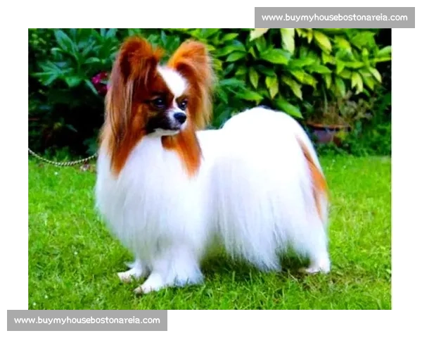 中国犬类赛事盛典：展现纯种犬种魅力与竞技风采的全国大赛